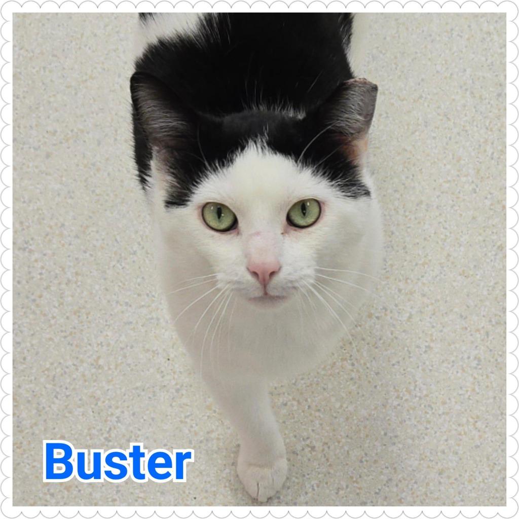 Enlarge Buster, a Adoptable mixed breed in North Saint Paul, MN image 2/5