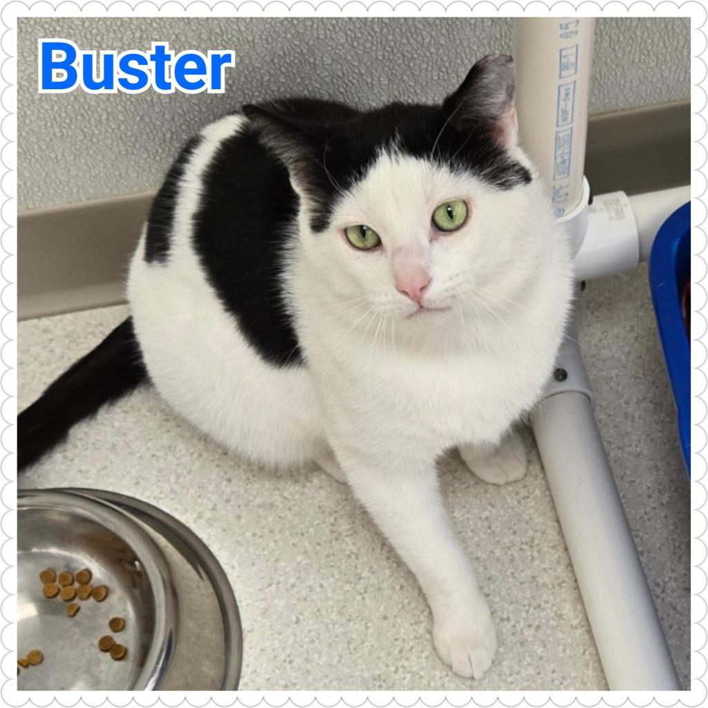 Enlarge Buster, a Adoptable mixed breed in North Saint Paul, MN image 3/5