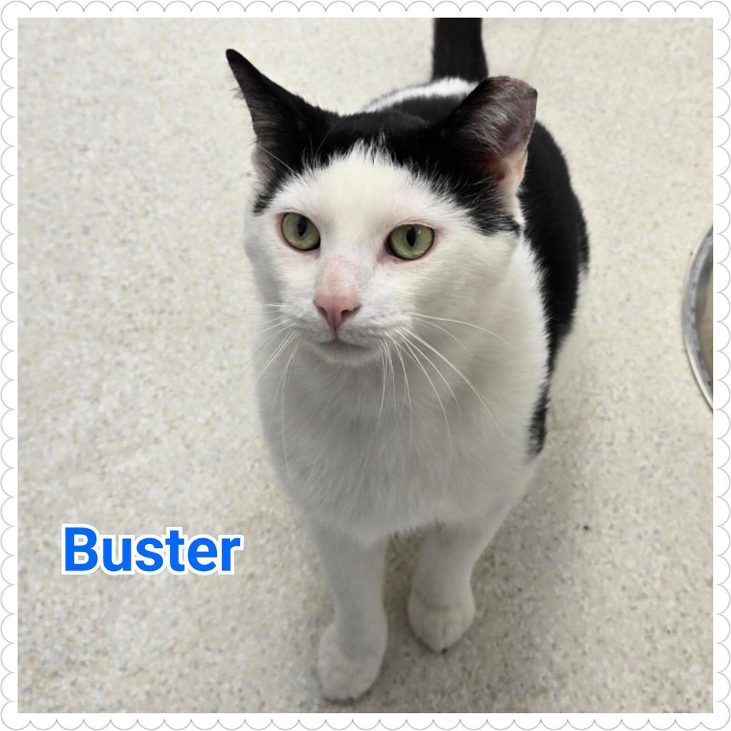 Enlarge Buster, a Adoptable mixed breed in North Saint Paul, MN image 1/6