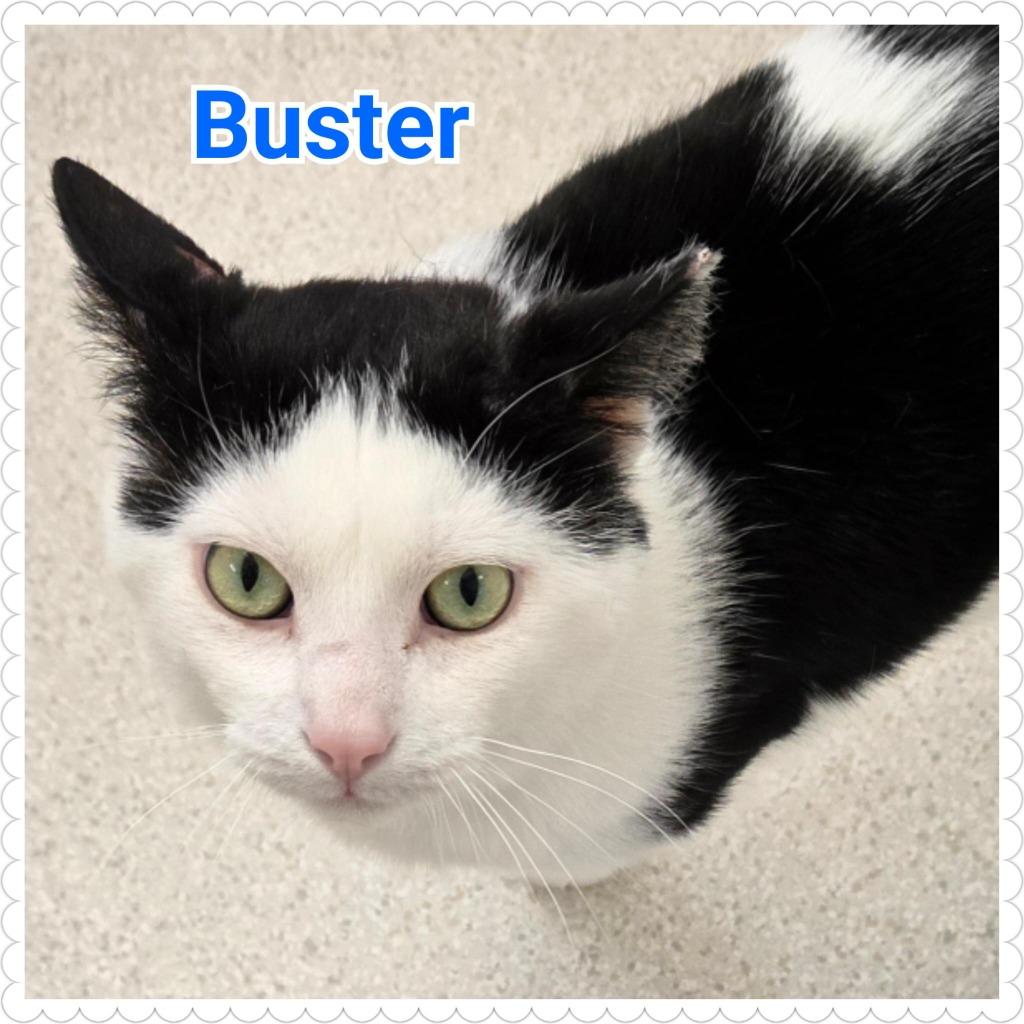 Enlarge Buster, a Adoptable mixed breed in North Saint Paul, MN image 4/5