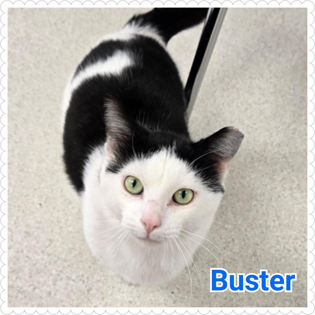 Enlarge Buster, a Adoptable mixed breed in North Saint Paul, MN image 5/5