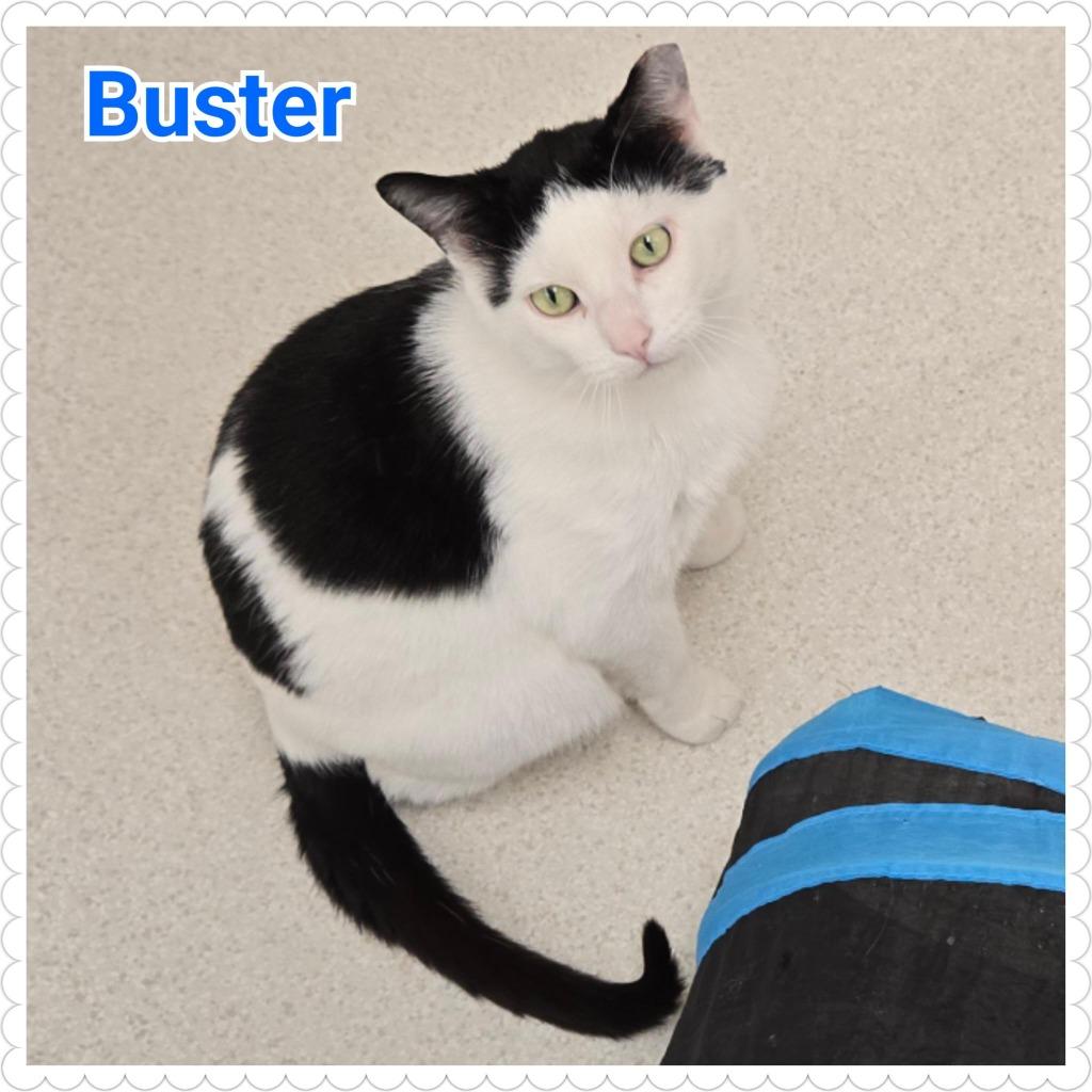 Enlarge Buster, a Adoptable mixed breed in North Saint Paul, MN image 6/6