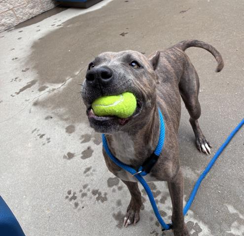 Enlarge VOLLEY, a Adoptable Pit Bull Terrier in Dayton, OH image 1/1