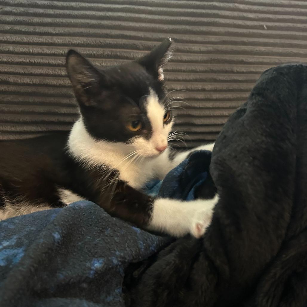 Enlarge Chef, a Adoptable Domestic Short Hair in Charlotte, NC image 1/5