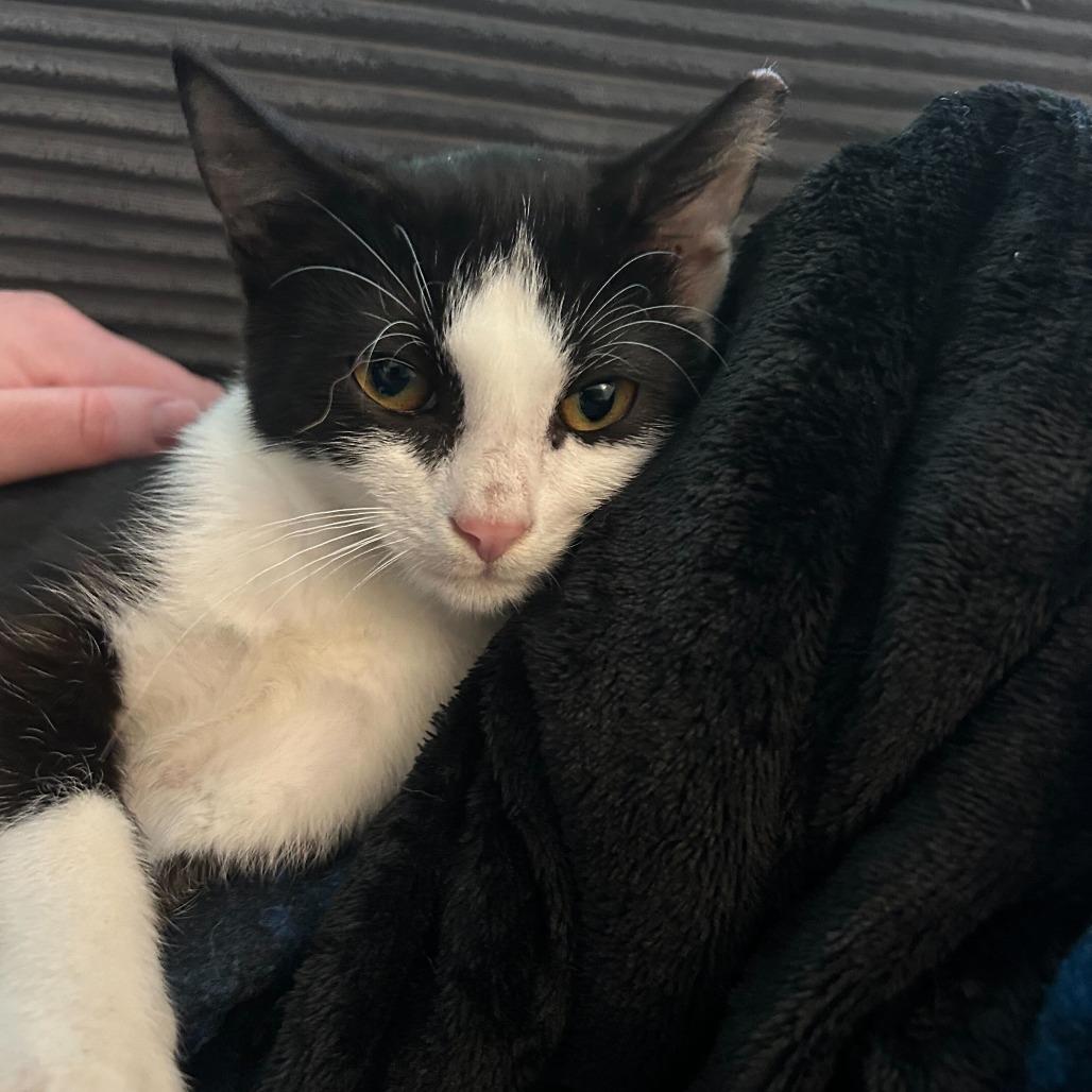 Enlarge Chef, a Adoptable Domestic Short Hair in Charlotte, NC image 2/5