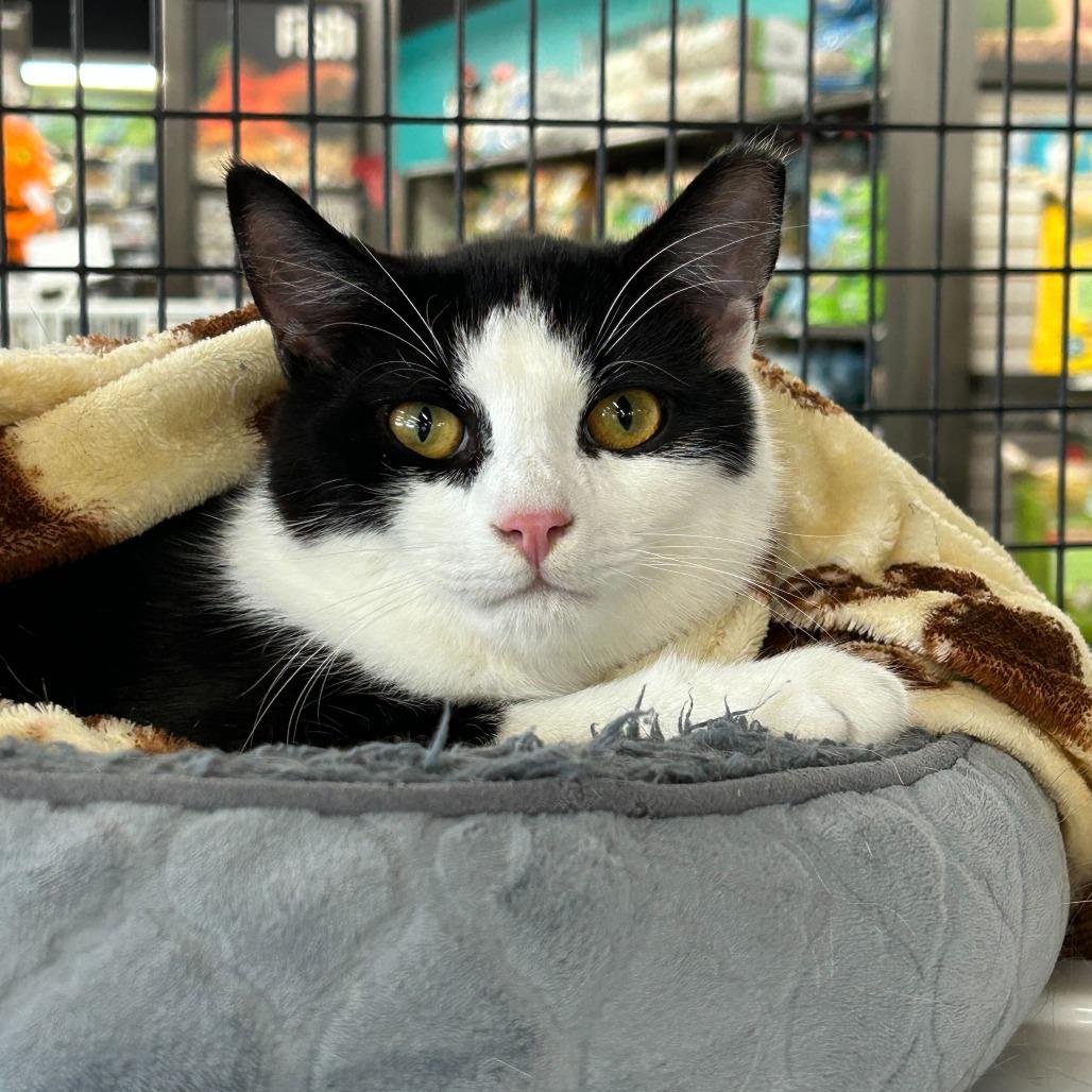 Enlarge Chef, a Adoptable Domestic Short Hair in Charlotte, NC image 3/5