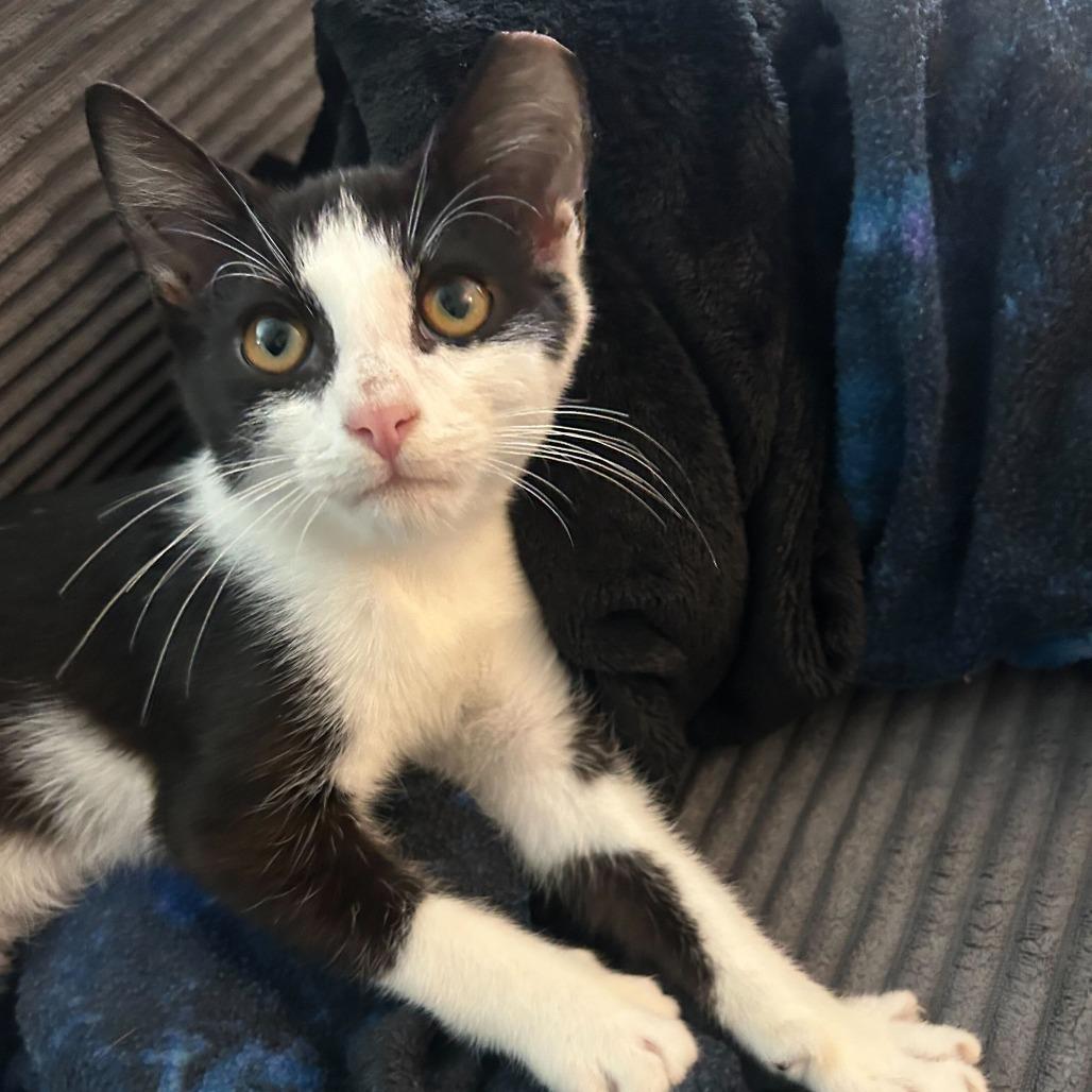 Enlarge Chef, a Adoptable Domestic Short Hair in Charlotte, NC image 4/5