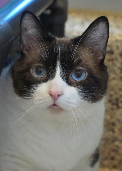 Lil` Sis 53167 — thumbnail 3