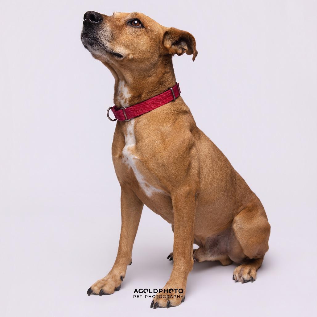 Bruce, Adoptable, Adult Male Mixed Breed.