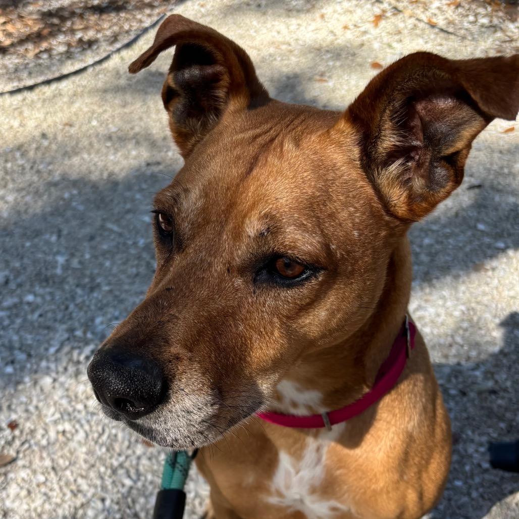 Bruce, Adoptable, Adult Male Mixed Breed.