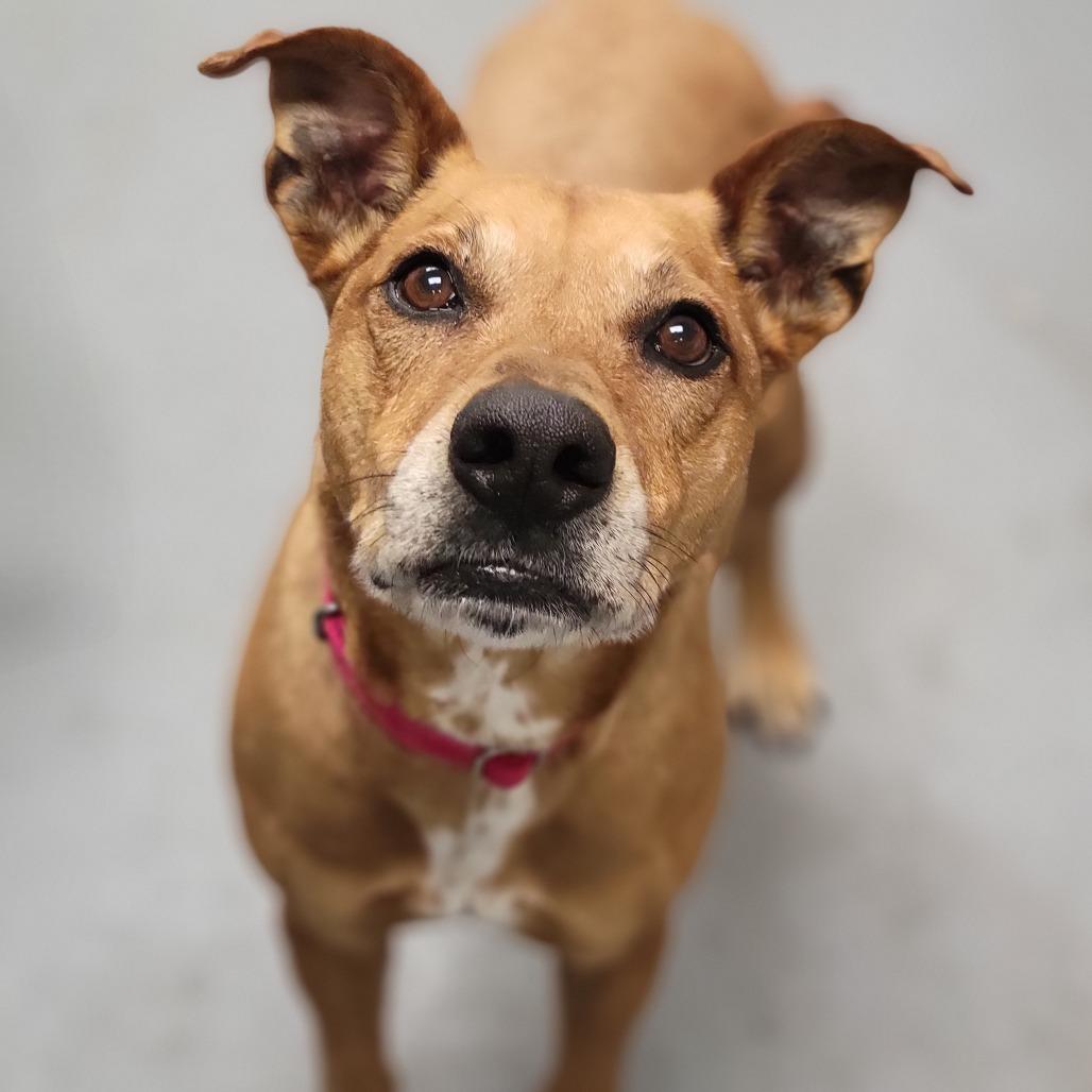 Enlarge Bruce, a Adoptable Mixed Breed in Sarasota, FL image 2/5