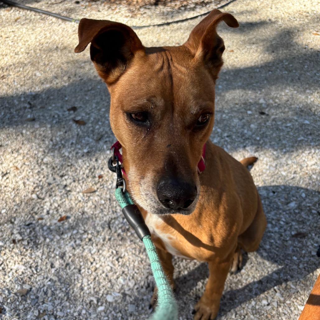 Enlarge Bruce, a Adoptable Mixed Breed in Sarasota, FL image 3/5