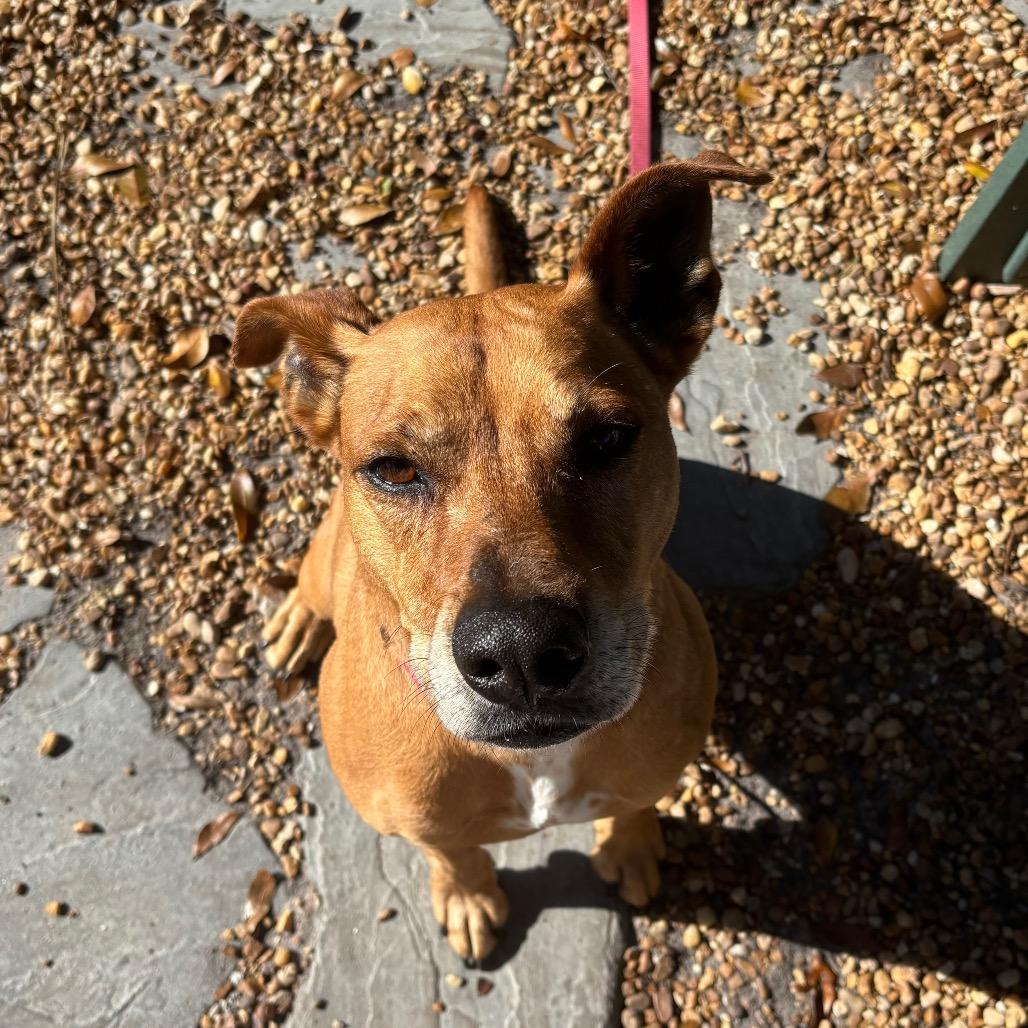 Enlarge Bruce, a Adoptable Mixed Breed in Sarasota, FL image 4/5