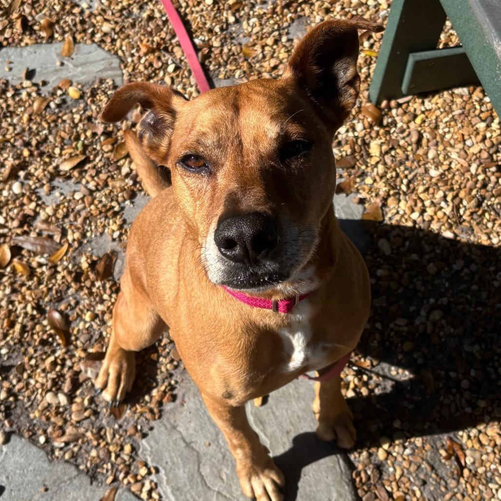 Enlarge Bruce, a Adoptable Mixed Breed in Sarasota, FL image 5/5