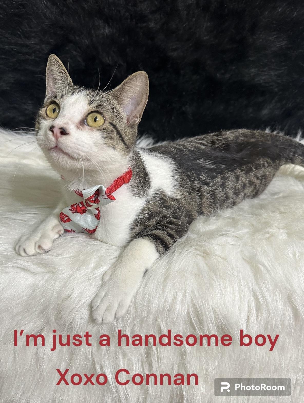 Enlarge Connan, a ADOPTABLE Tabby in Dickinson , TX image 1/6