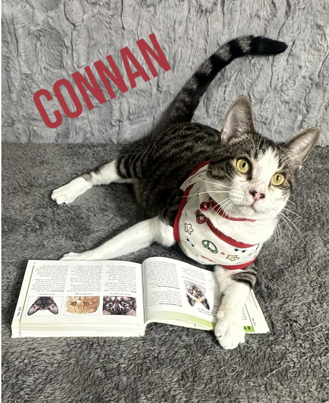 Enlarge Connan, a ADOPTABLE Tabby in Dickinson , TX image 2/6