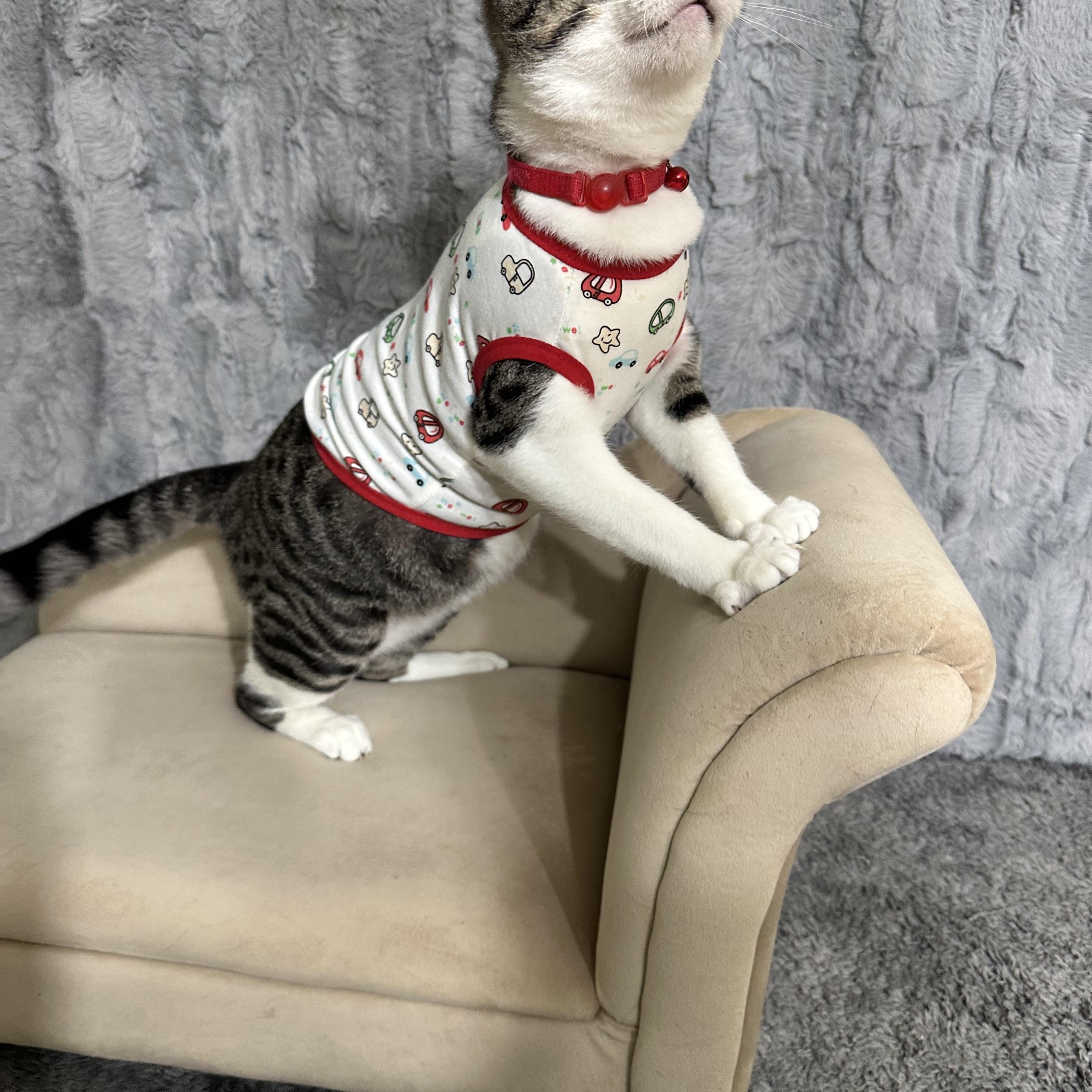 Enlarge Connan, a ADOPTABLE Tabby in Dickinson , TX image 3/6