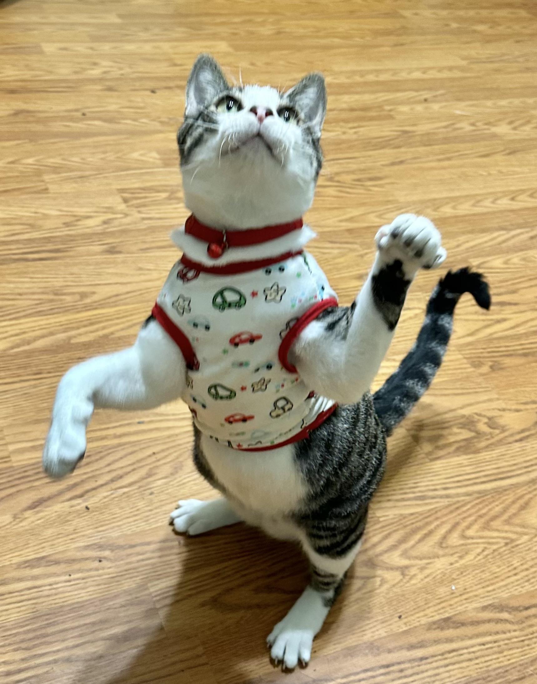 Enlarge Connan, a ADOPTABLE Tabby in Dickinson , TX image 4/6