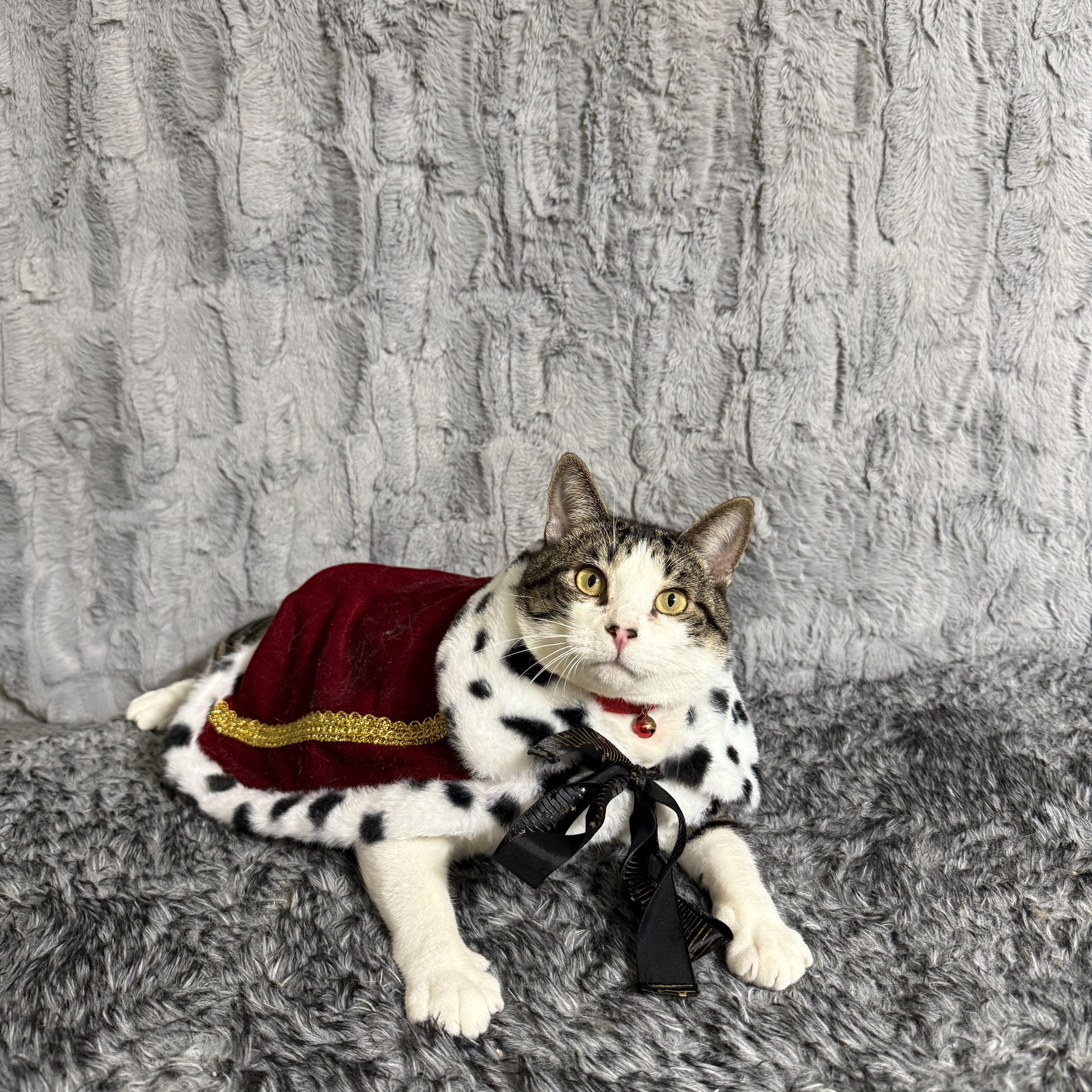 Enlarge Connan, a ADOPTABLE Tabby in Dickinson , TX image 5/6