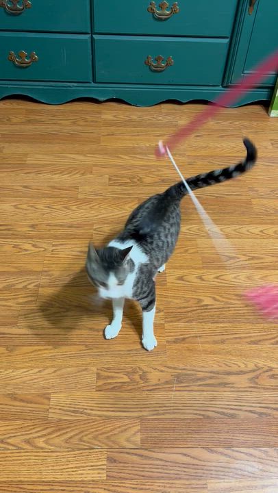 Enlarge Connan, a ADOPTABLE Tabby in Dickinson , TX video 6/6