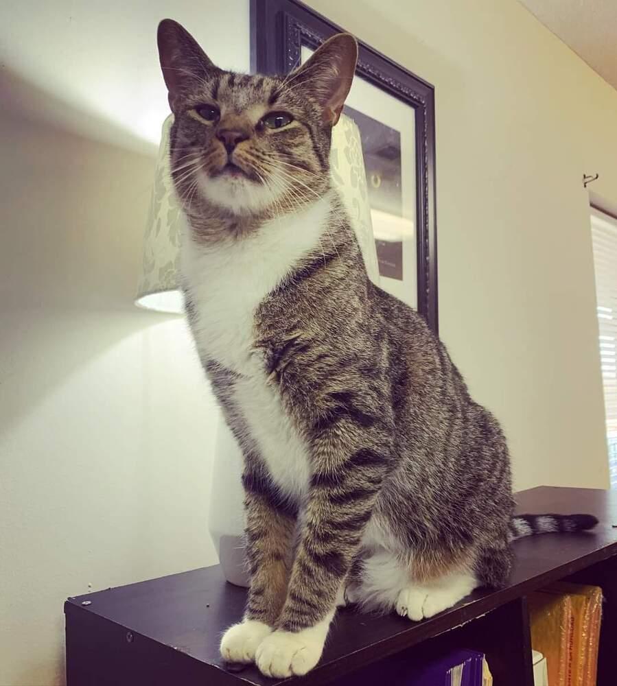 Enlarge TEAK, a Adoptable Domestic Short Hair in Burlington, NC image 1/6
