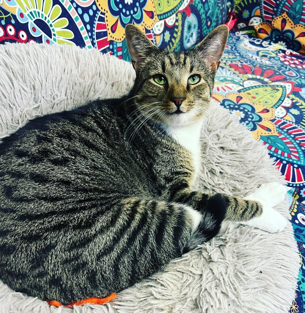 Enlarge TEAK, a Adoptable Domestic Short Hair in Burlington, NC image 2/6