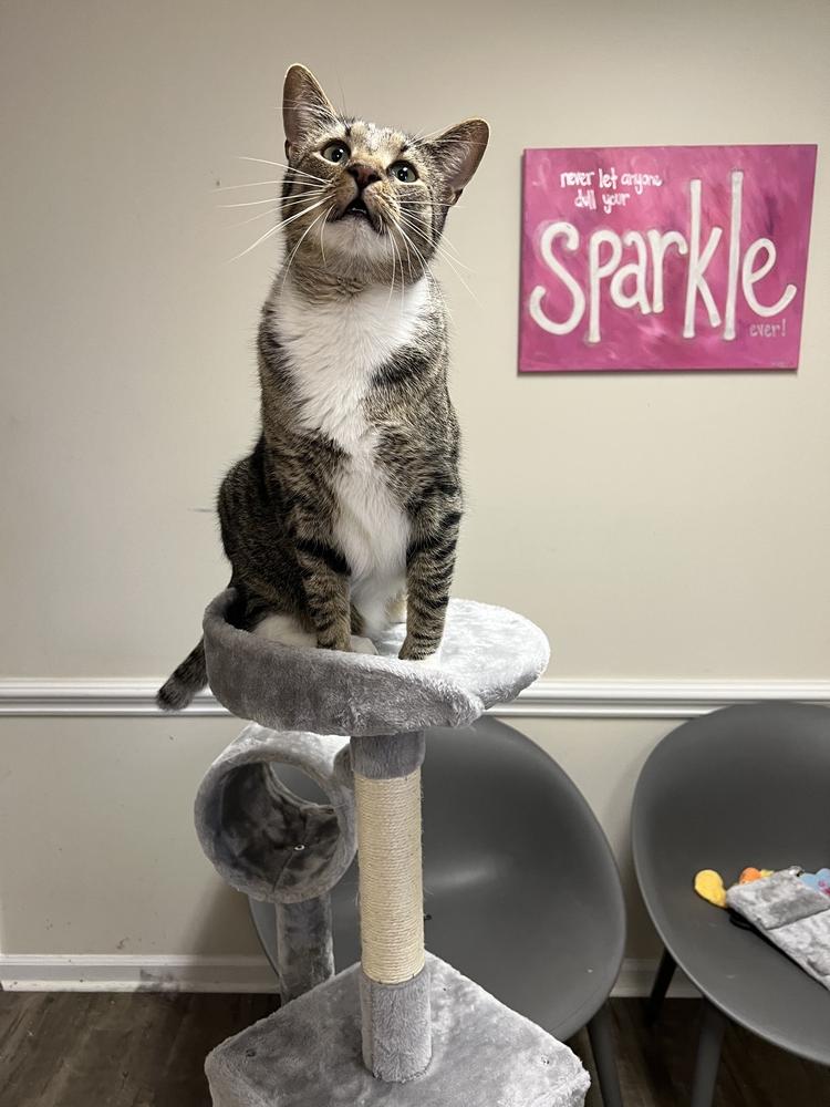 Enlarge TEAK, a Adoptable Domestic Short Hair in Burlington, NC image 3/6