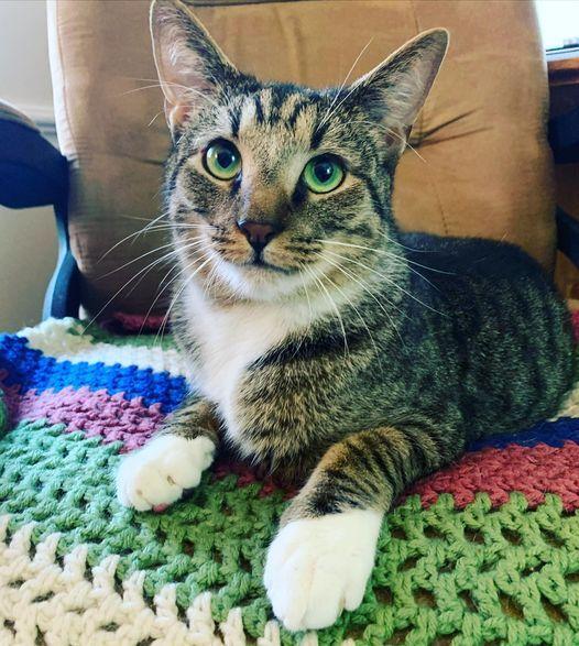 Enlarge TEAK, a Adoptable Domestic Short Hair in Burlington, NC image 4/6