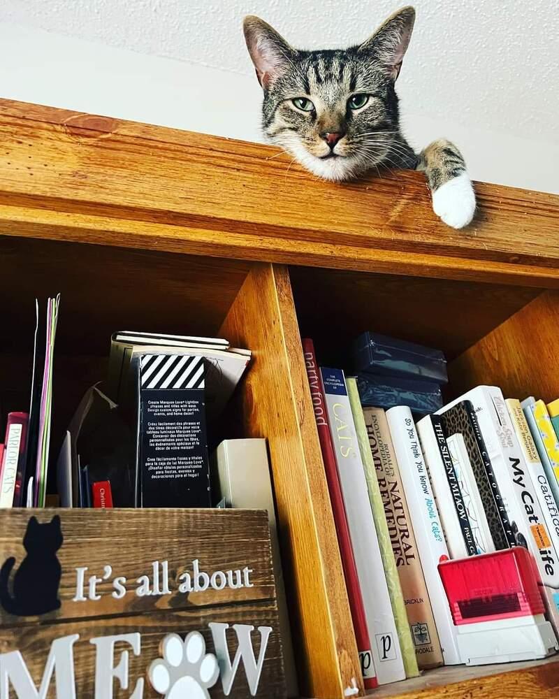Enlarge TEAK, a Adoptable Domestic Short Hair in Burlington, NC image 5/6