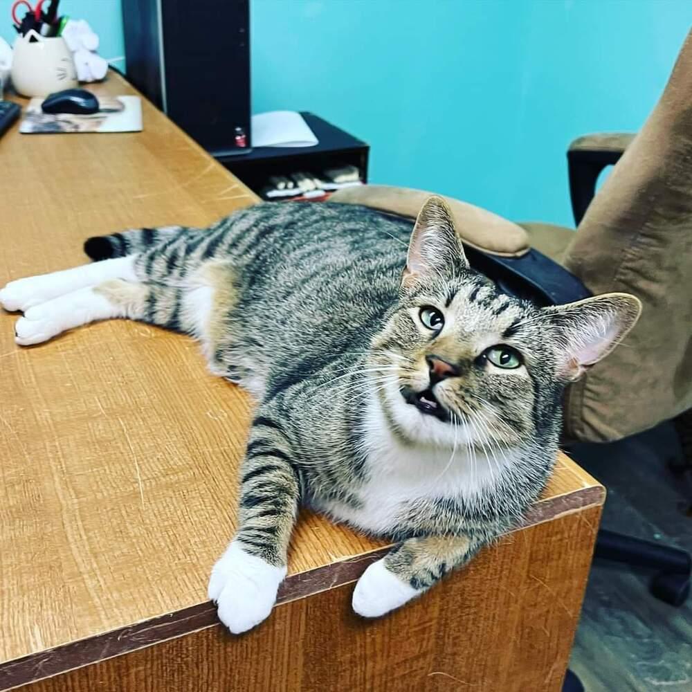Enlarge TEAK, a Adoptable Domestic Short Hair in Burlington, NC image 6/6