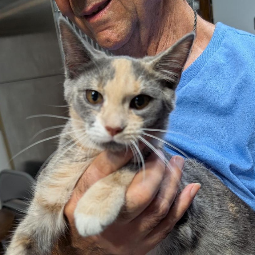 Enlarge Potato Chip, a Adoptable Domestic Short Hair in Reisterstown, MD image 2/5