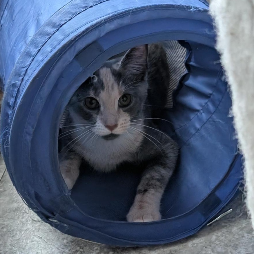 Potato Chip, Adoptable, Kitten Female Domestic Short Hair.