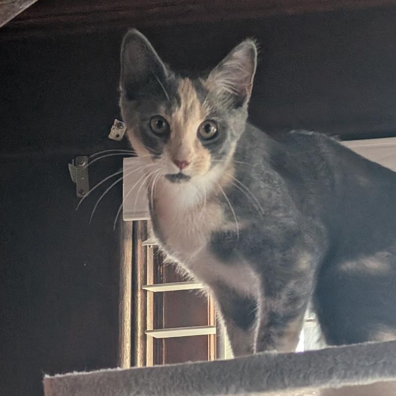 Enlarge Potato Chip, a Adoptable Domestic Short Hair in Reisterstown, MD image 3/5