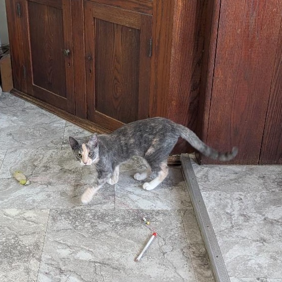 Enlarge Potato Chip, a Adoptable Domestic Short Hair in Reisterstown, MD image 5/5