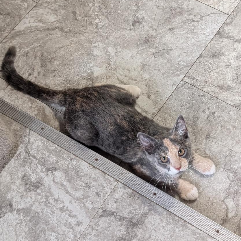 Enlarge Potato Chip, a Adoptable Domestic Short Hair in Reisterstown, MD image 4/5