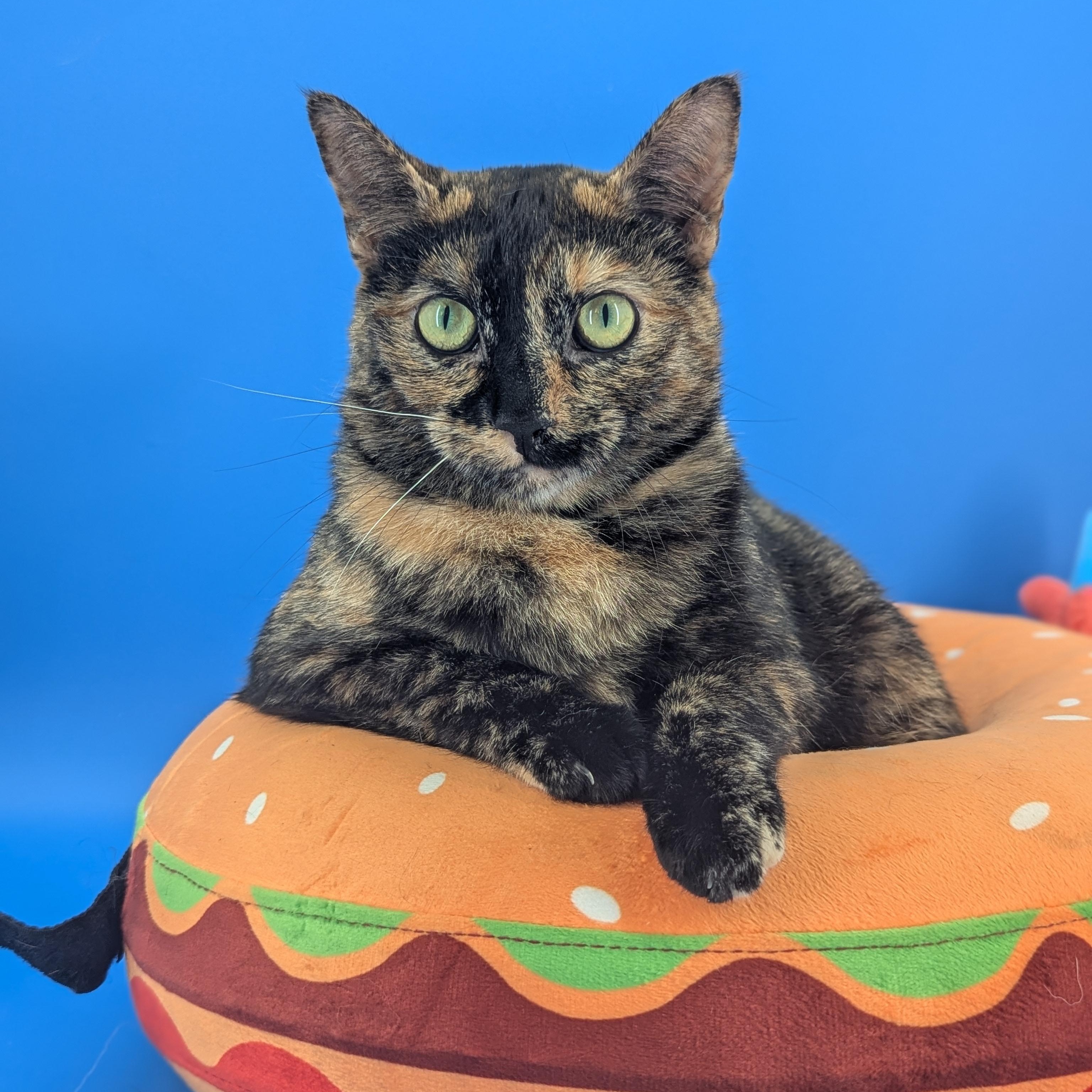Enlarge Bellini (Gentle Heart, Loyal Soul), a Adoptable Tortoiseshell in Decatur, GA image 2/6