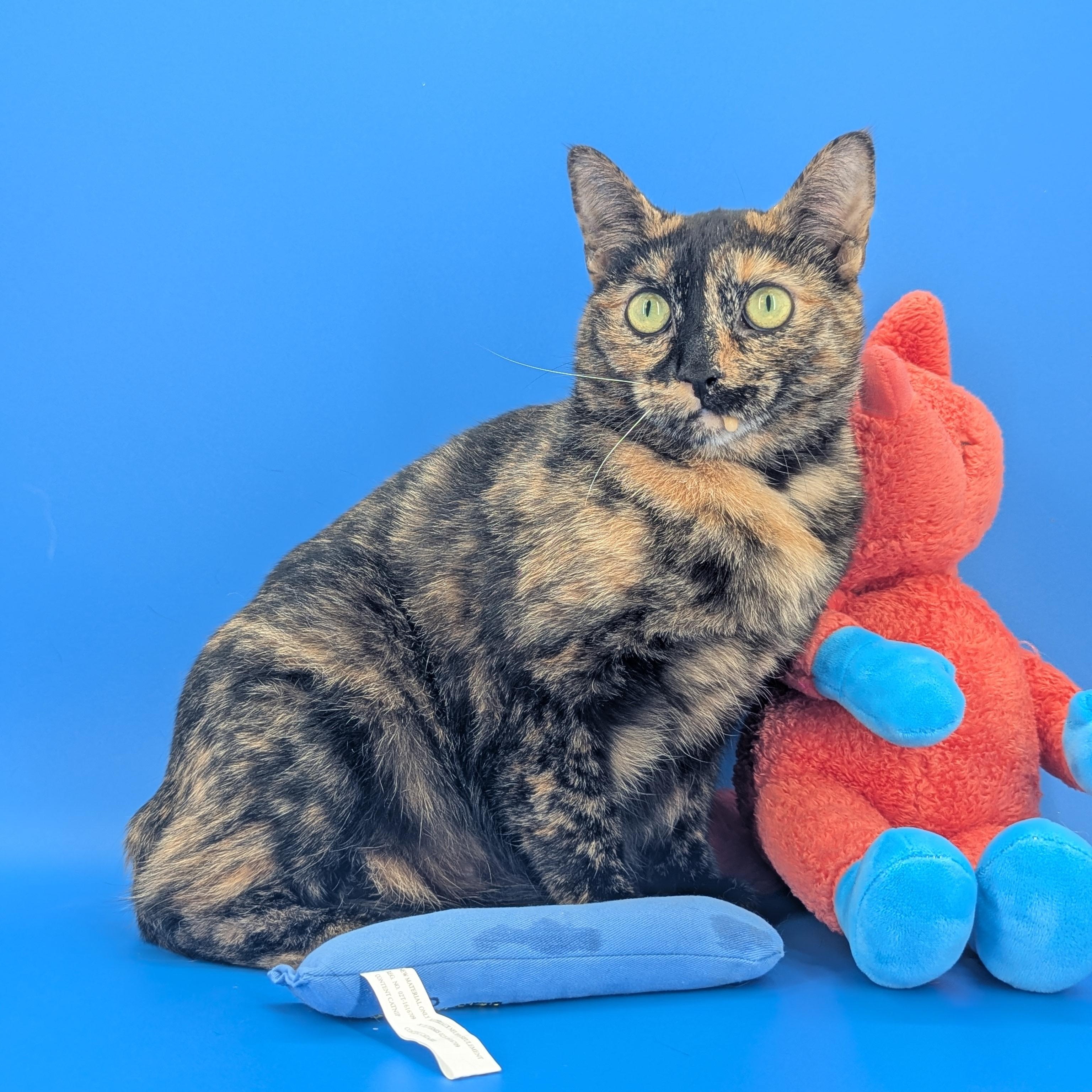 Enlarge Bellini (Gentle Heart, Loyal Soul), a Adoptable Tortoiseshell in Decatur, GA image 6/6