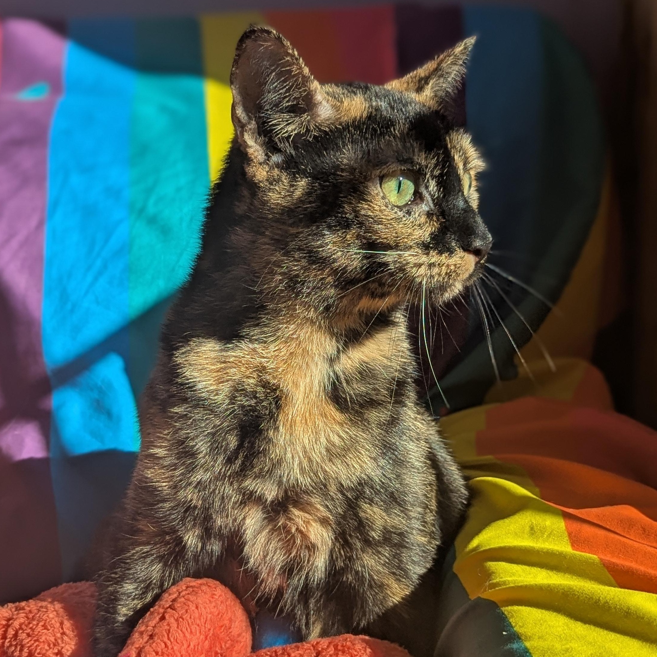 Enlarge Bellini (Gentle Heart, Loyal Soul), a Adoptable Tortoiseshell in Decatur, GA image 5/6