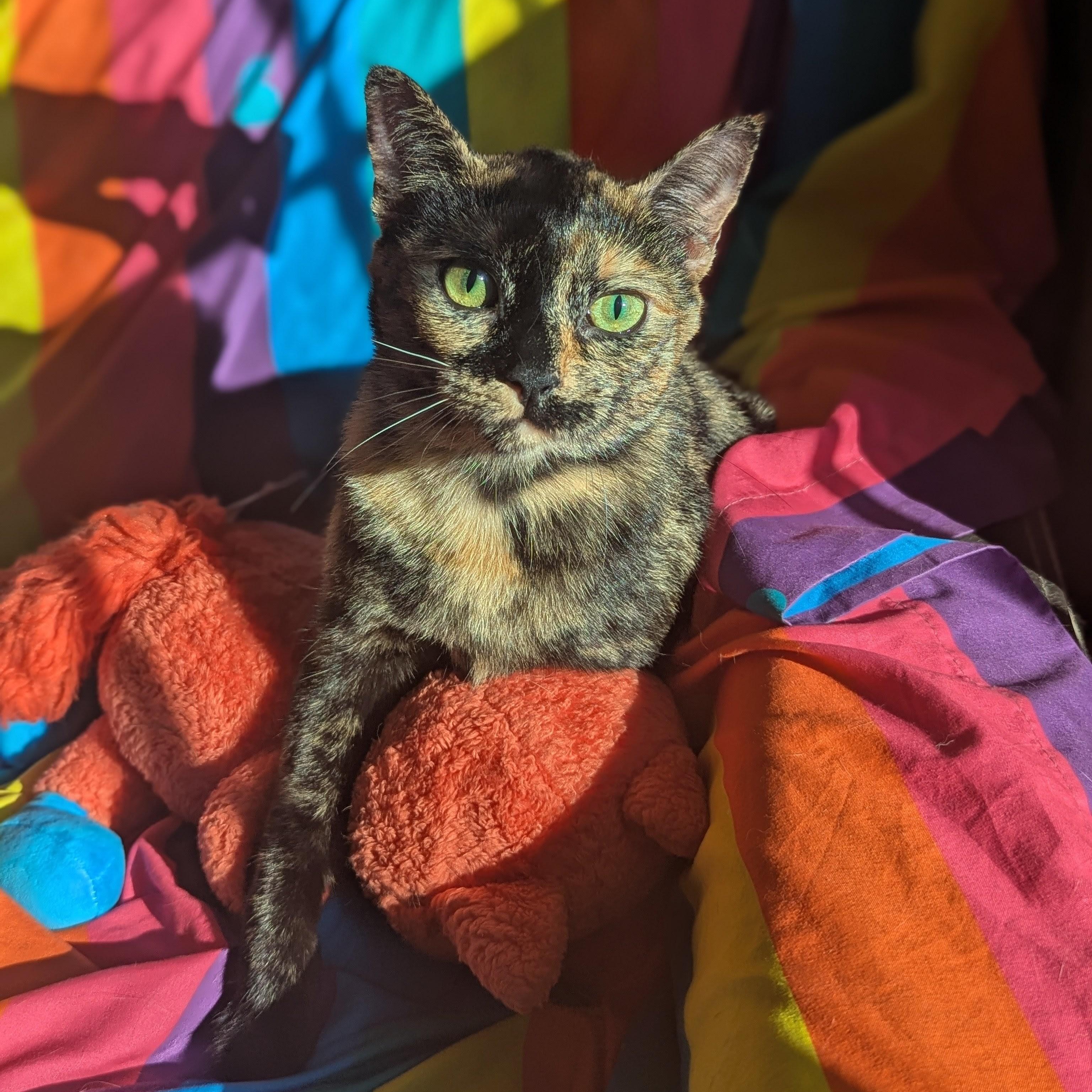 Bellini (Gentle Heart, Loyal Soul), Adoptable, Young Female Tortoiseshell.