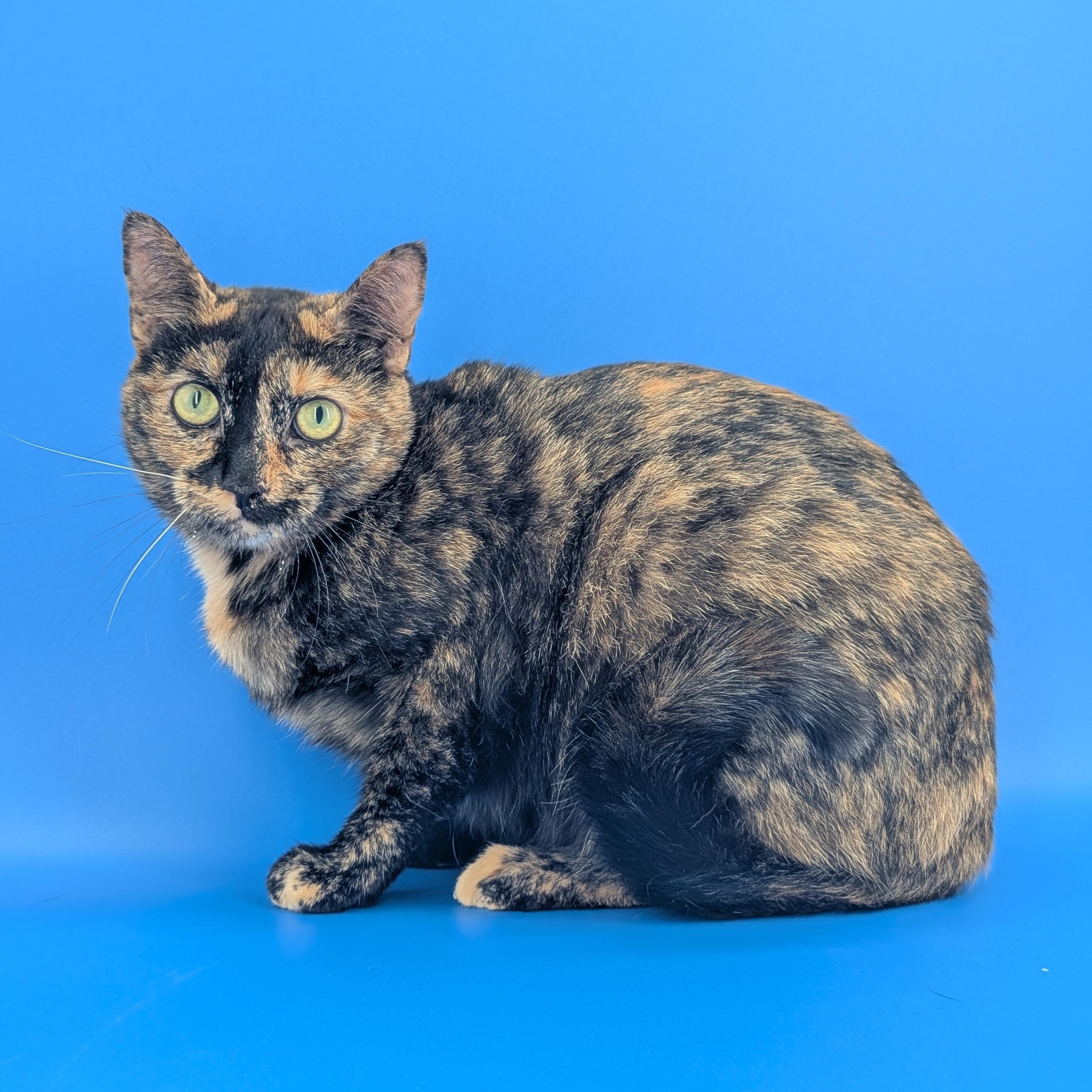 Enlarge Bellini (Gentle Heart, Loyal Soul), a Adoptable Tortoiseshell in Decatur, GA image 4/6