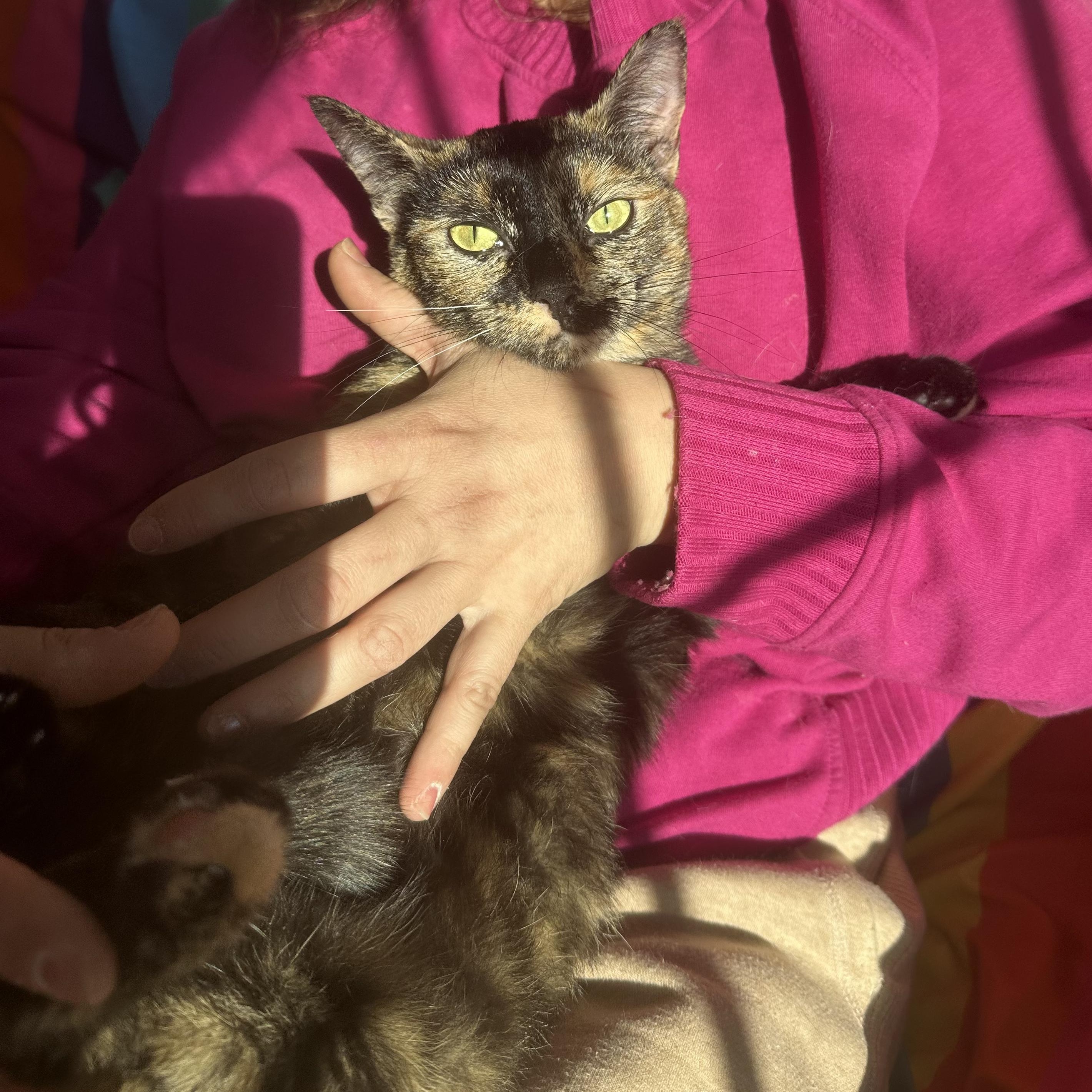 Enlarge Bellini (Gentle Heart, Loyal Soul), a Adoptable Tortoiseshell in Decatur, GA image 3/6