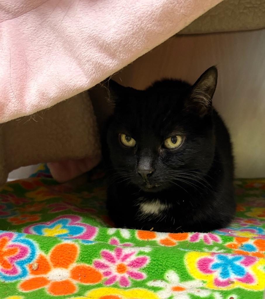 Enlarge Sidney, a Adoptable mixed breed in Detroit, MI image 2/2