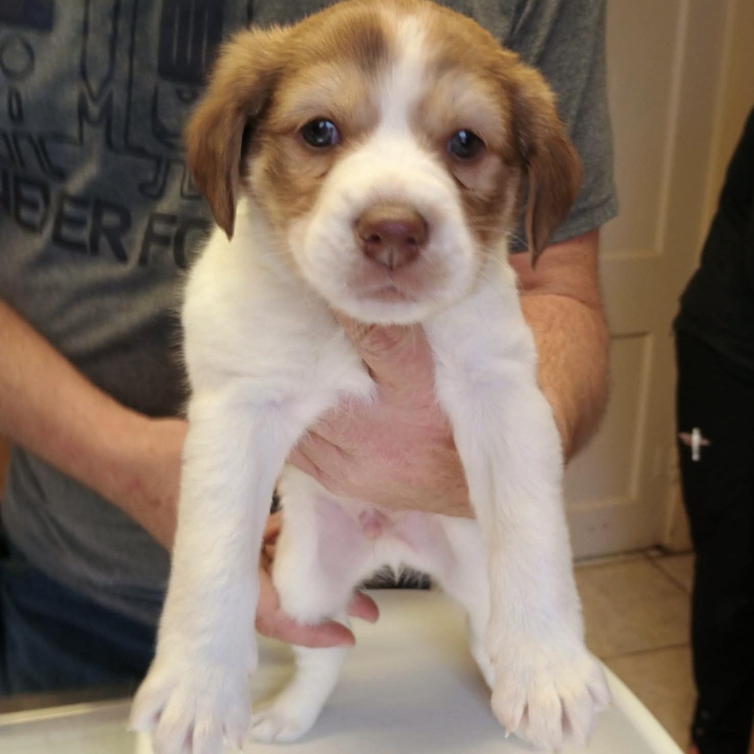 Enlarge Marlin, an adopted mixed breed in Glenolden, PA image 6/6