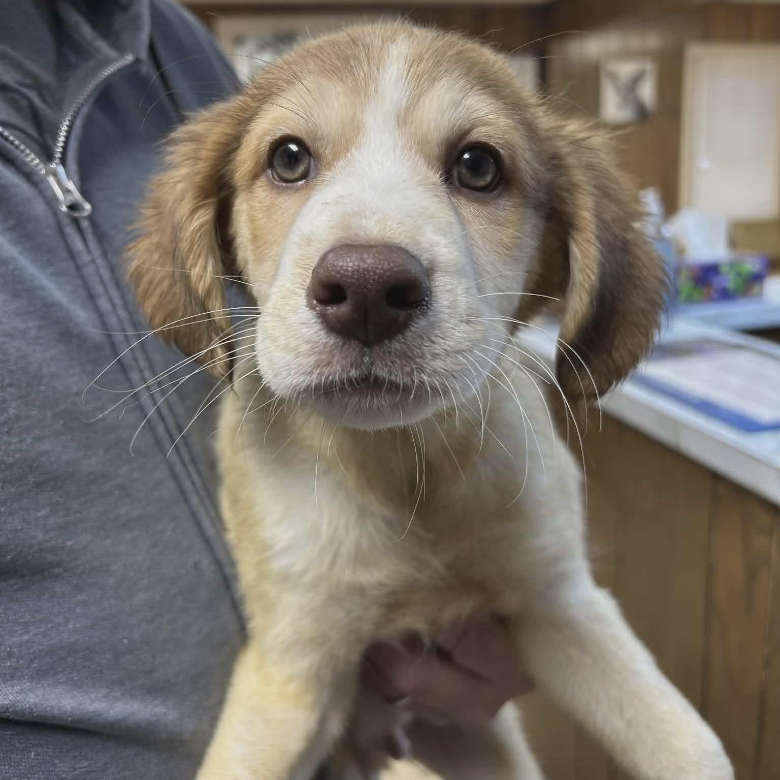 Enlarge Marlin, an adopted mixed breed in Glenolden, PA image 5/6