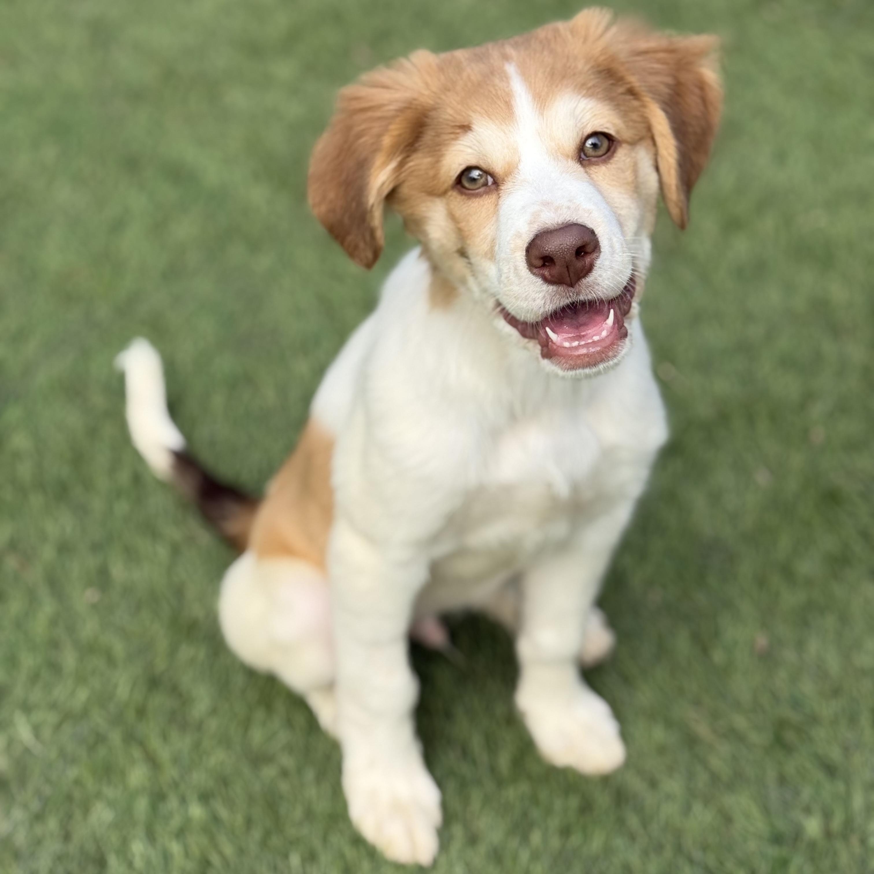 Marlin, adopted, Puppy Male Spaniel & Beagle.