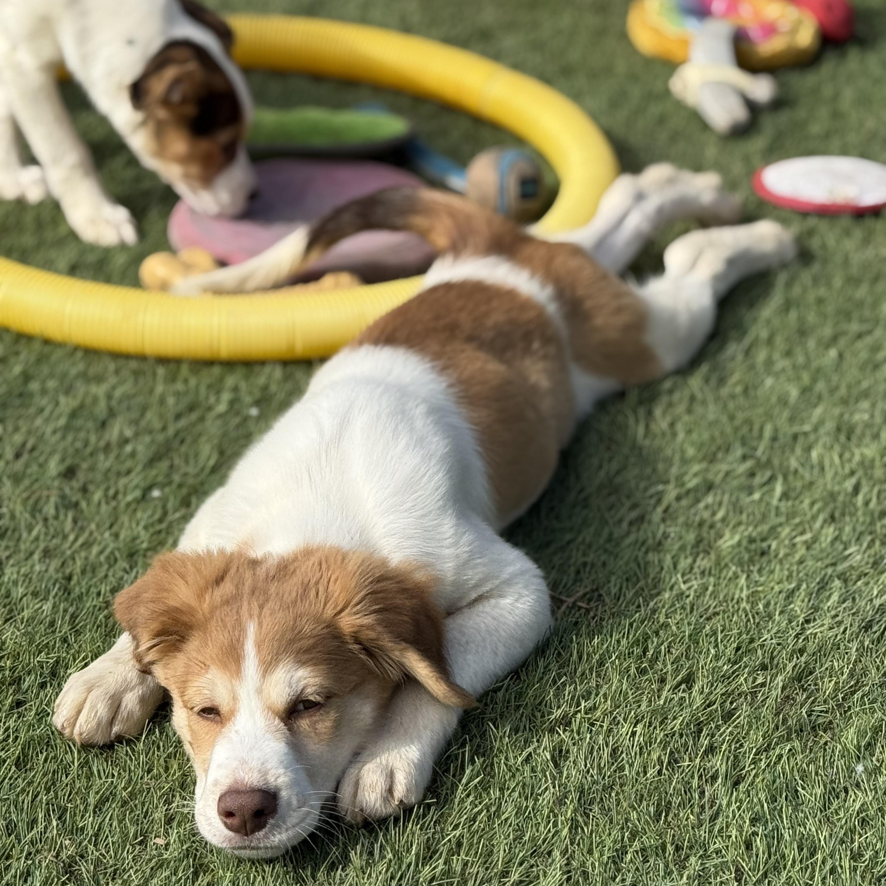 Enlarge Marlin, an adopted mixed breed in Glenolden, PA image 3/6