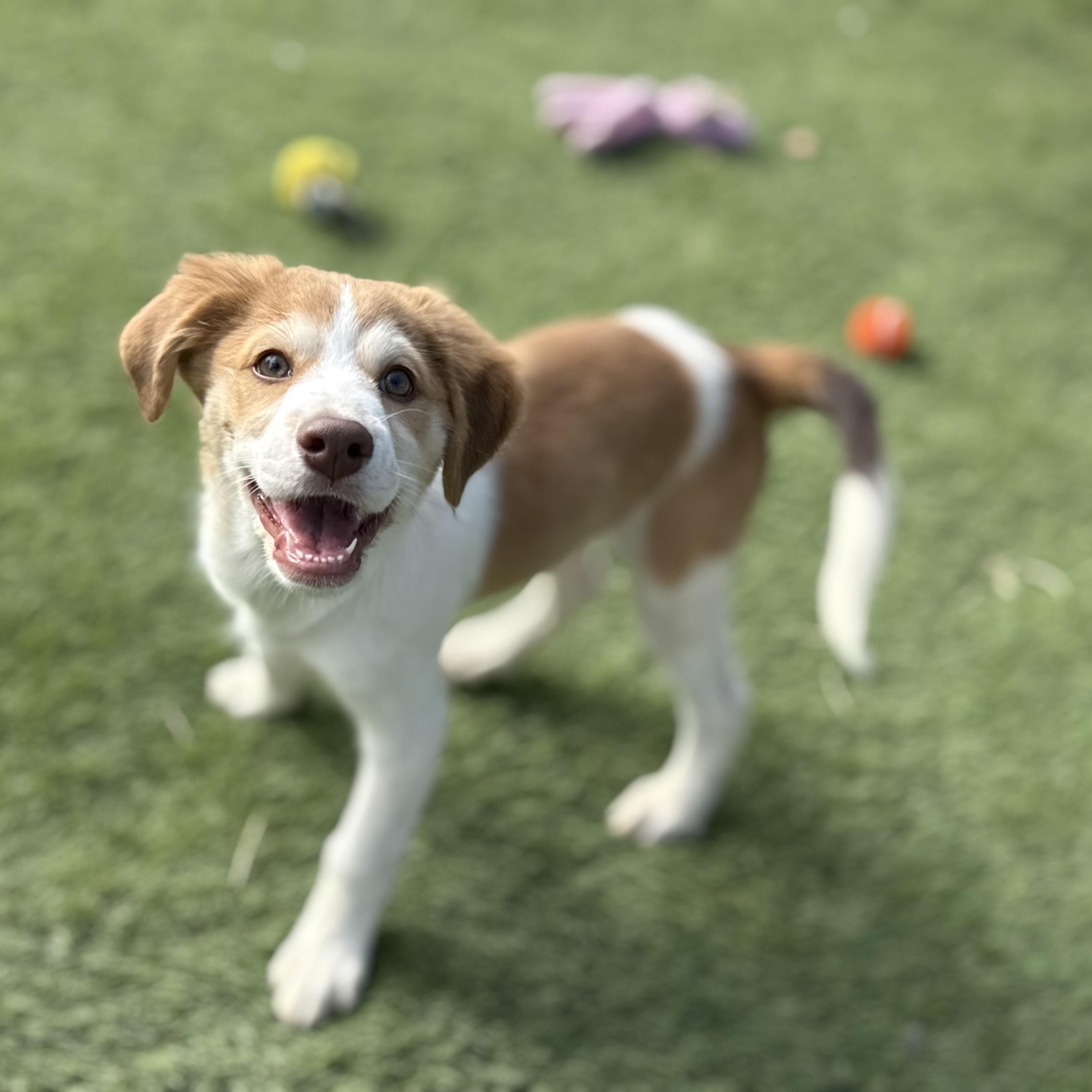 Enlarge Marlin, an adopted mixed breed in Glenolden, PA image 2/6