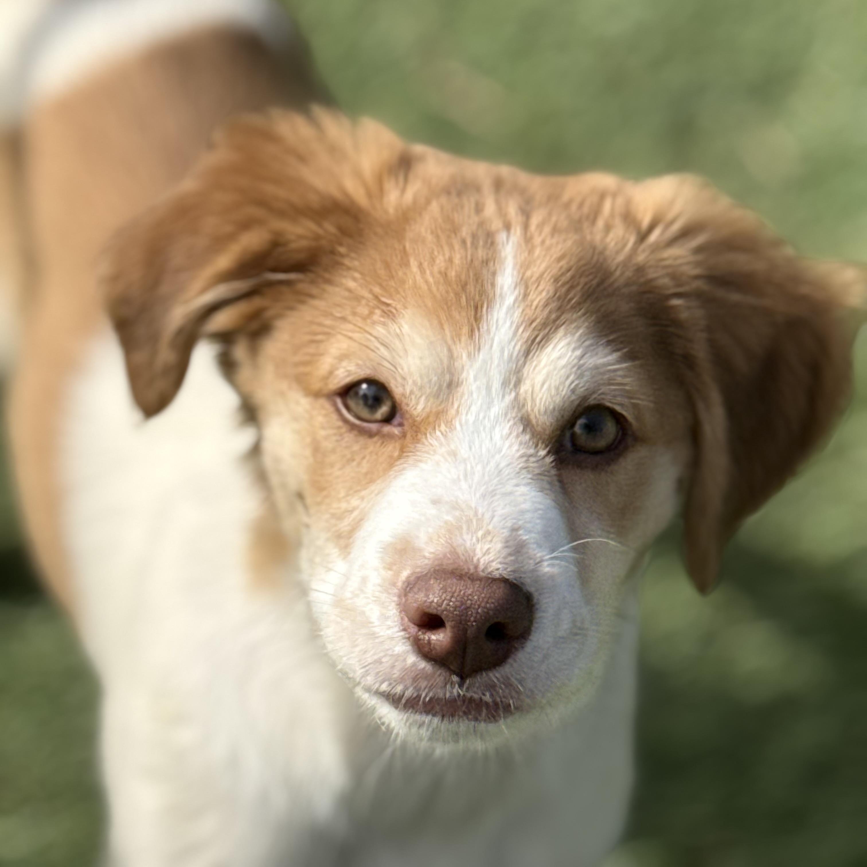 Enlarge Marlin, an adopted mixed breed in Glenolden, PA image 4/6