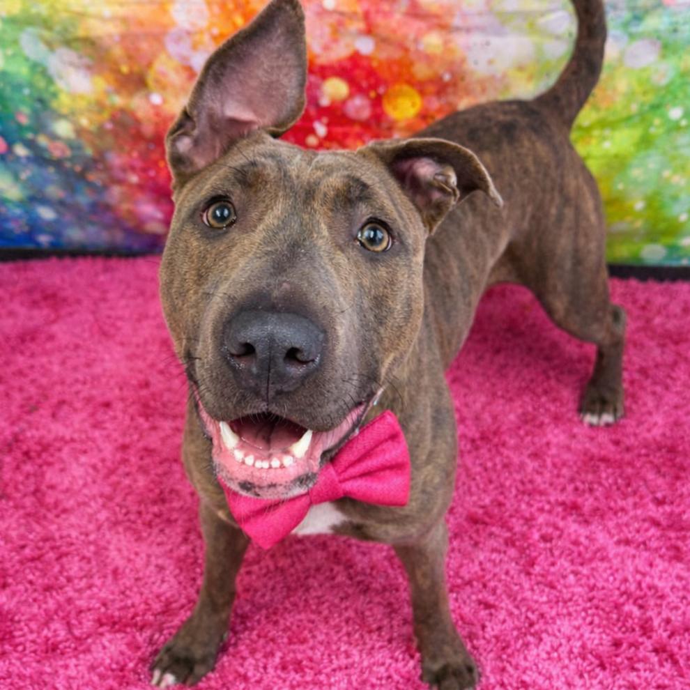 Delia, a Adoptable mixed breed in Binghamton, NY image 2/6