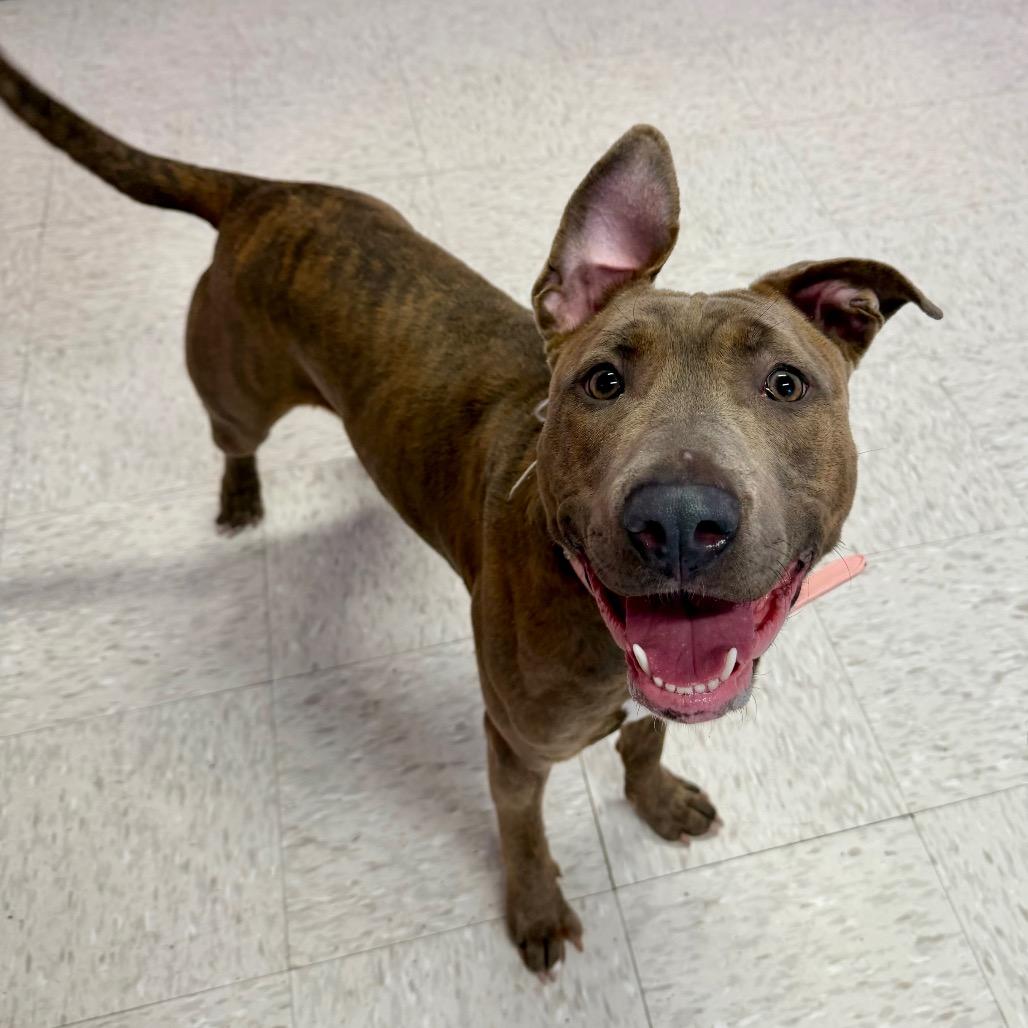 Delia, a Adoptable mixed breed in Binghamton, NY image 5/6